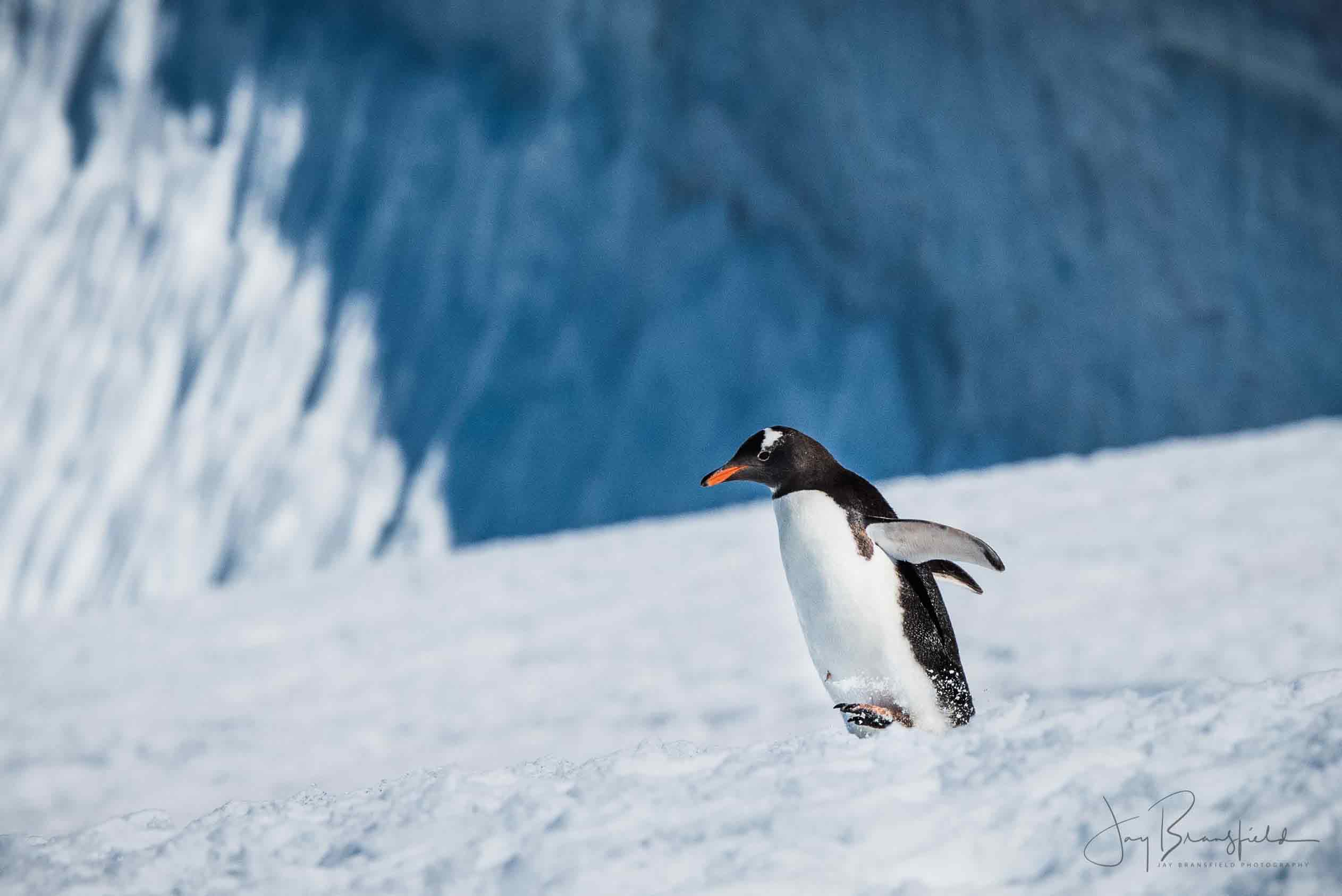 The Wonderful Land of The Penguins And Their Antics